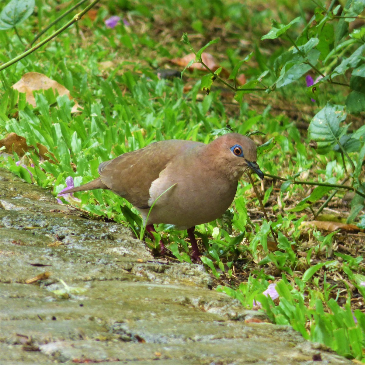 White-tipped Dove - ML78687251