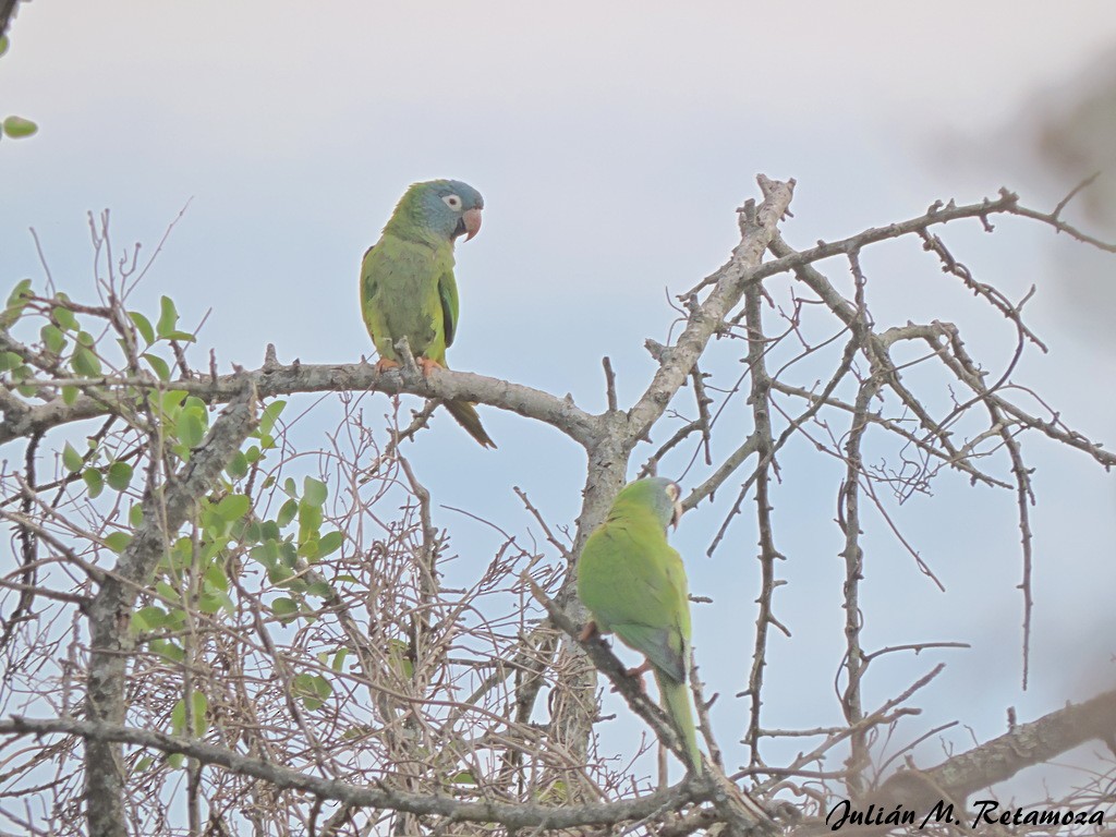 Blue-crowned Parakeet - Julián Retamoza