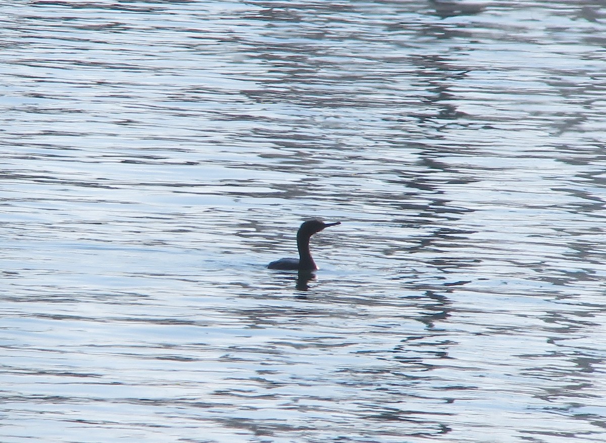 Pelagic Cormorant - ML78689511