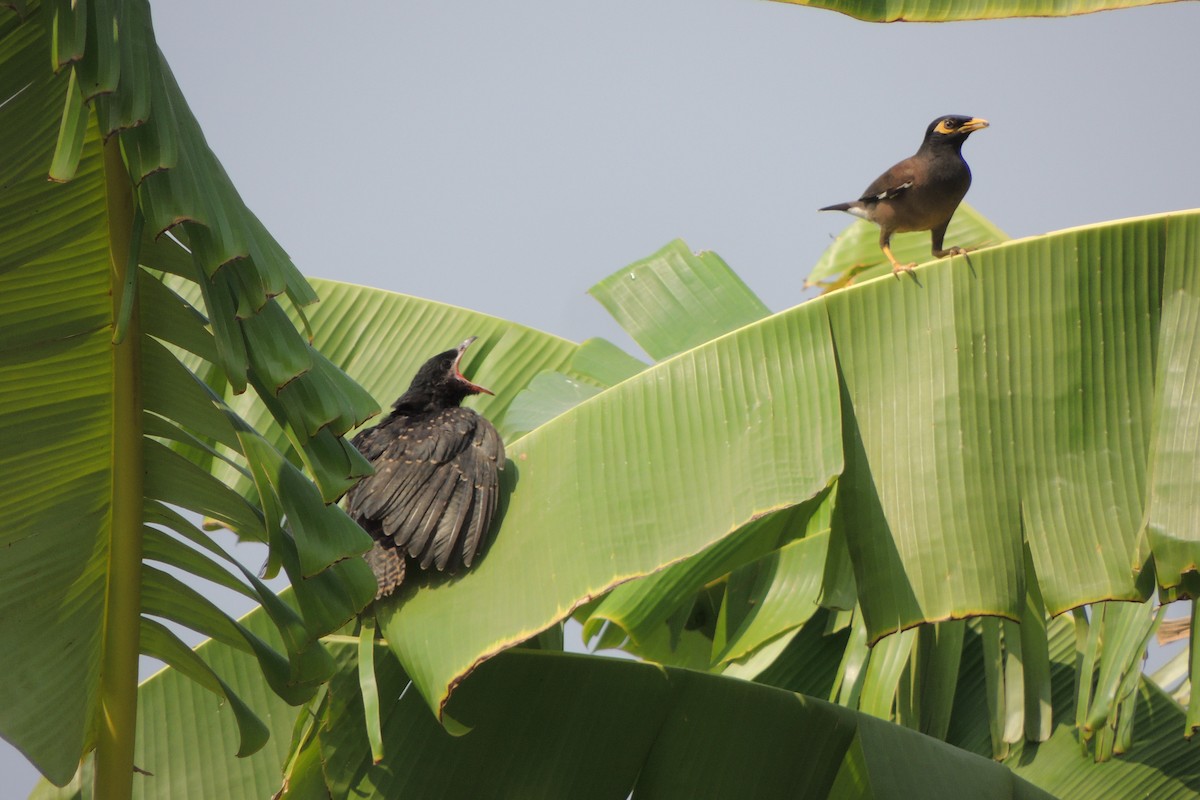 Asian Koel - ML78689521