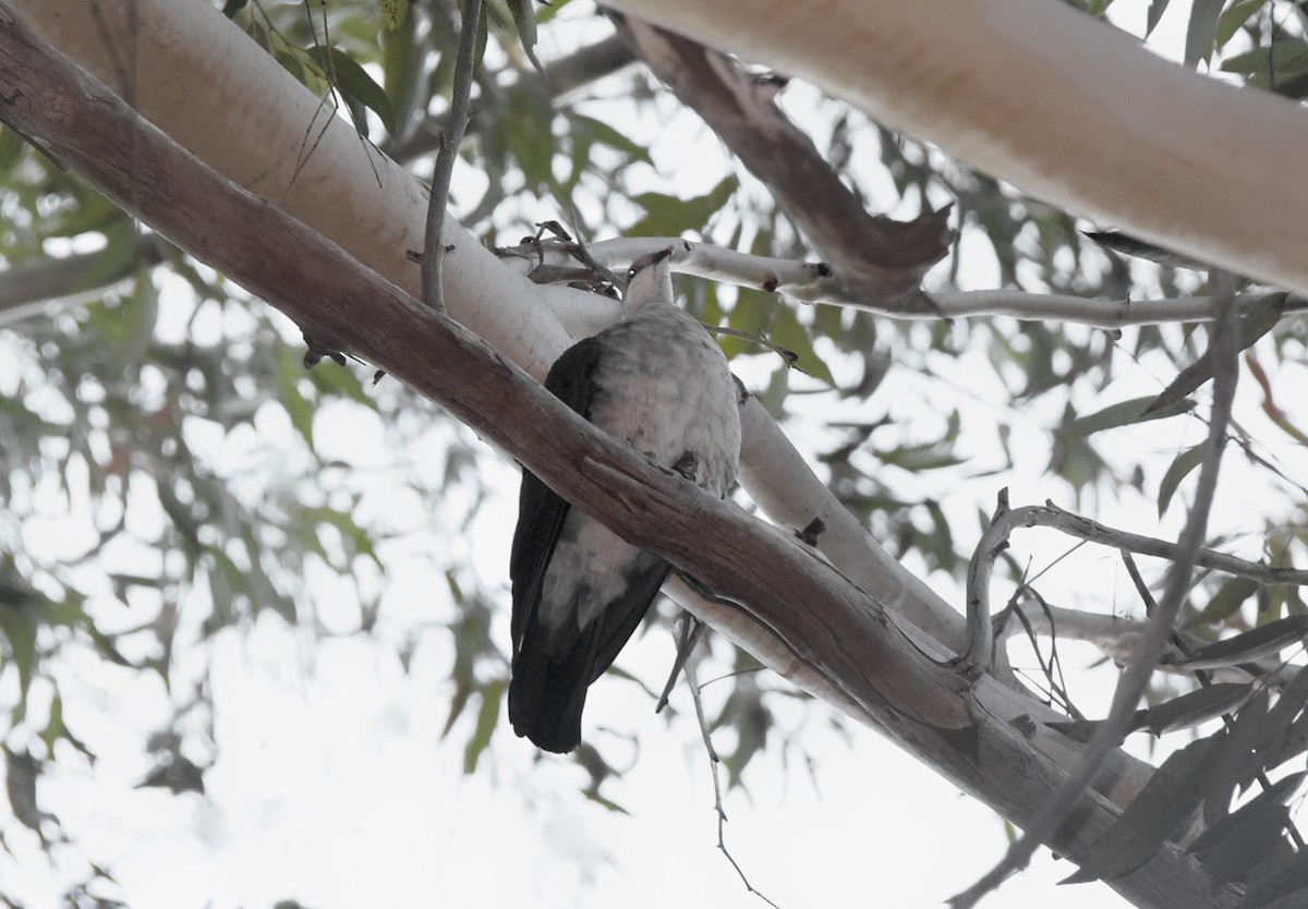 White-headed Pigeon - Anonymous