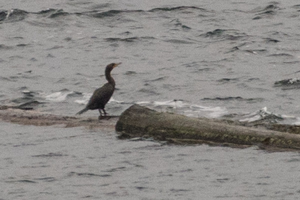 Double-crested Cormorant - ML78693951