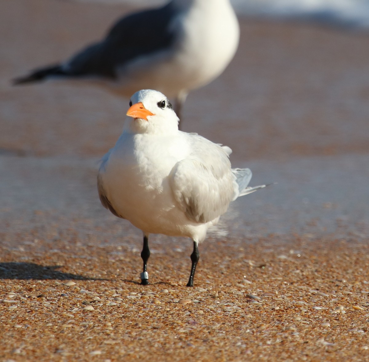 Royal Tern - ML78694131