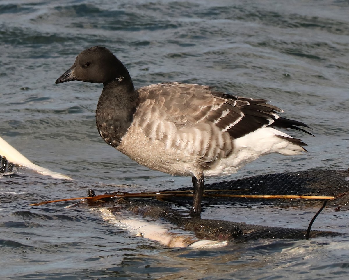 Brant - ML78694251