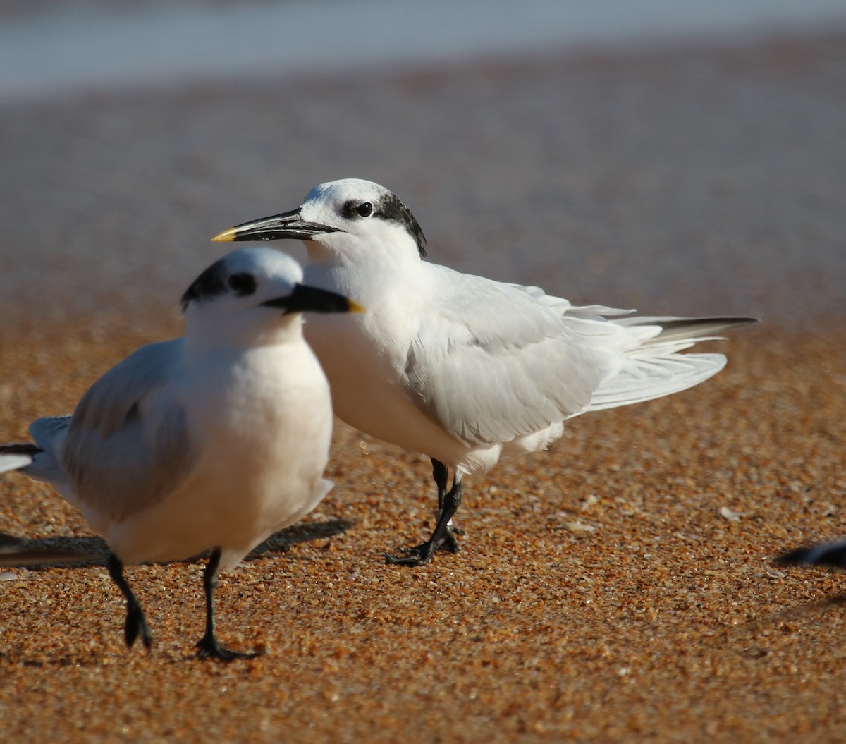 Sandwich Tern - ML78694611