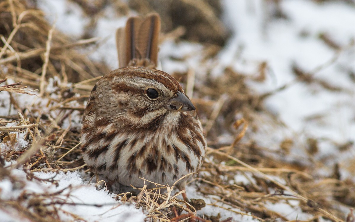 Song Sparrow - ML78695841