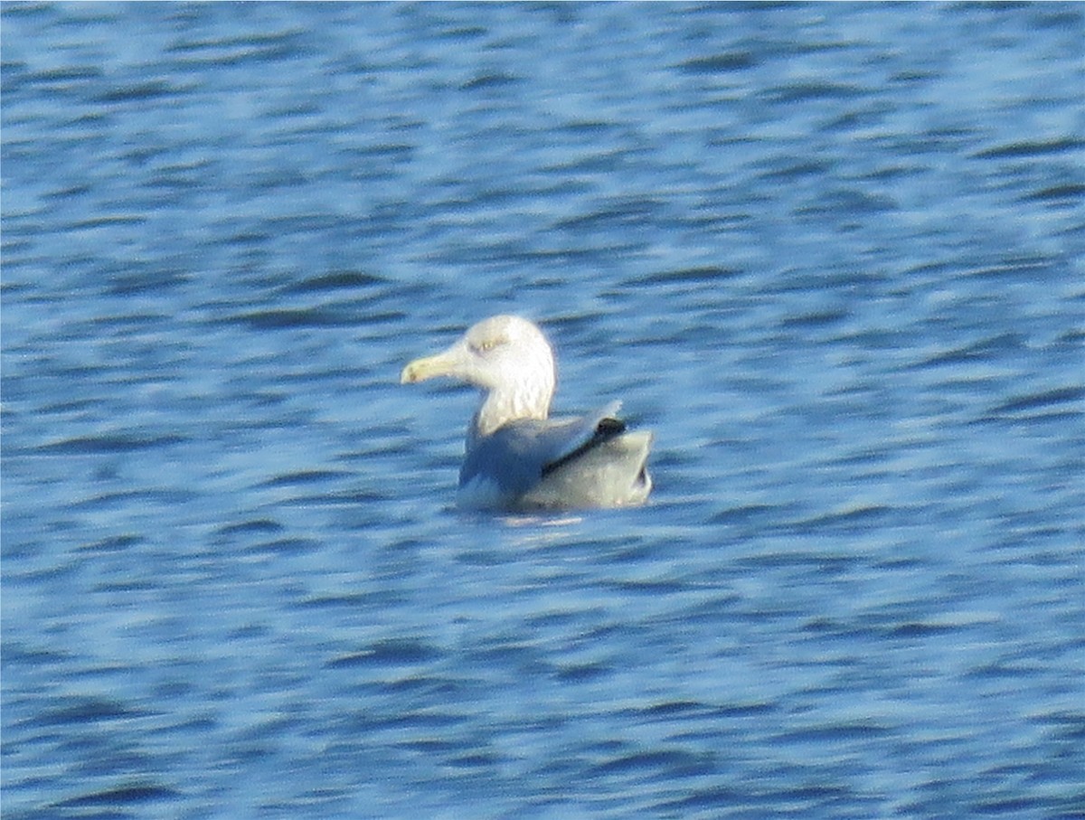 Gaviota Argéntea - ML78697291