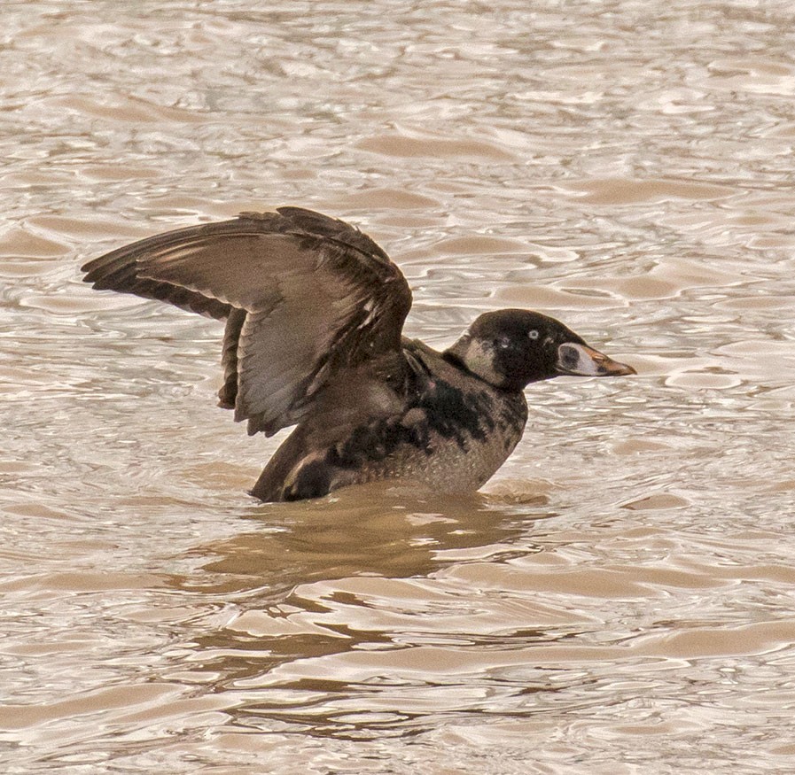 Surf Scoter - ML78698221