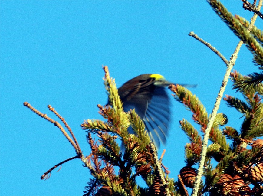 Yellow-rumped Warbler - ML78701701