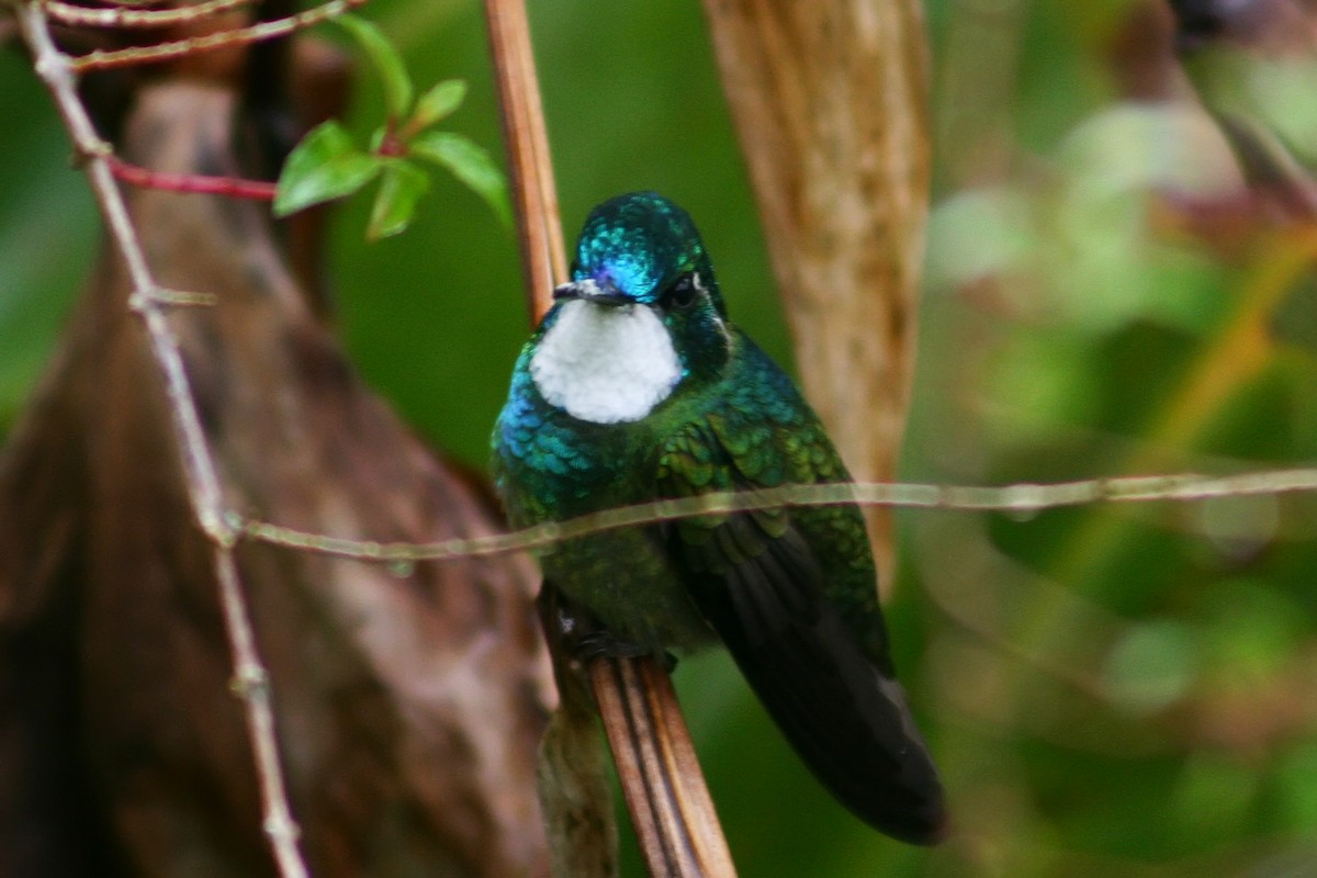 White-throated Mountain-gem - ML78701861