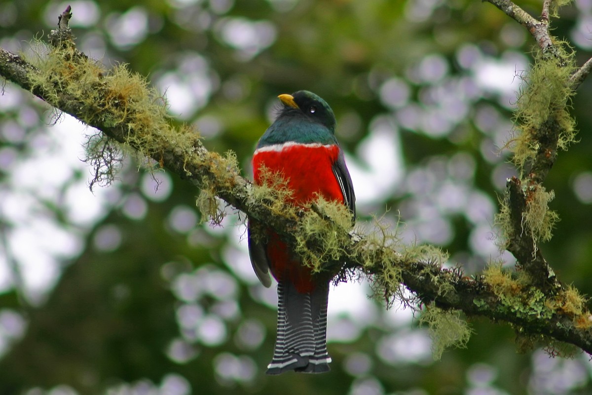 Collared Trogon - ML78702011