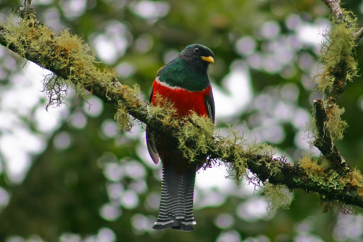 Trogon rosalba - ML78702021