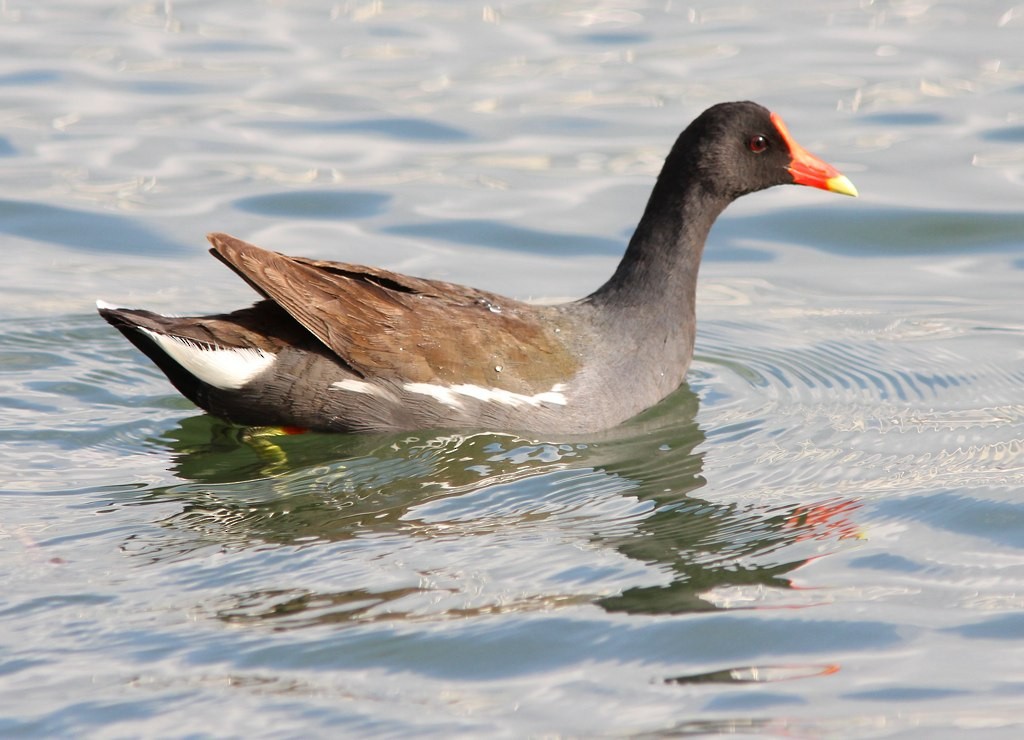 Gallinule d'Amérique - ML78702171