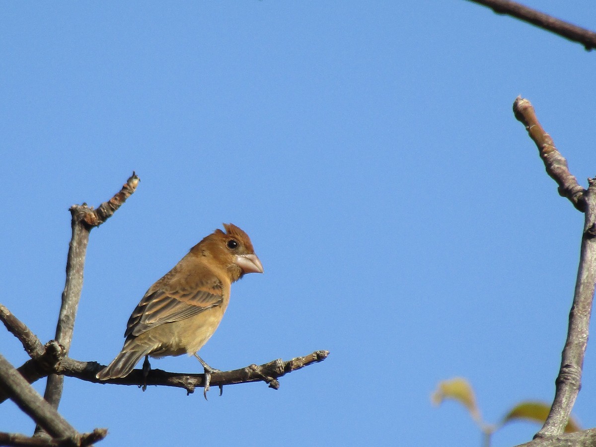 Blue Grosbeak - ML78702571