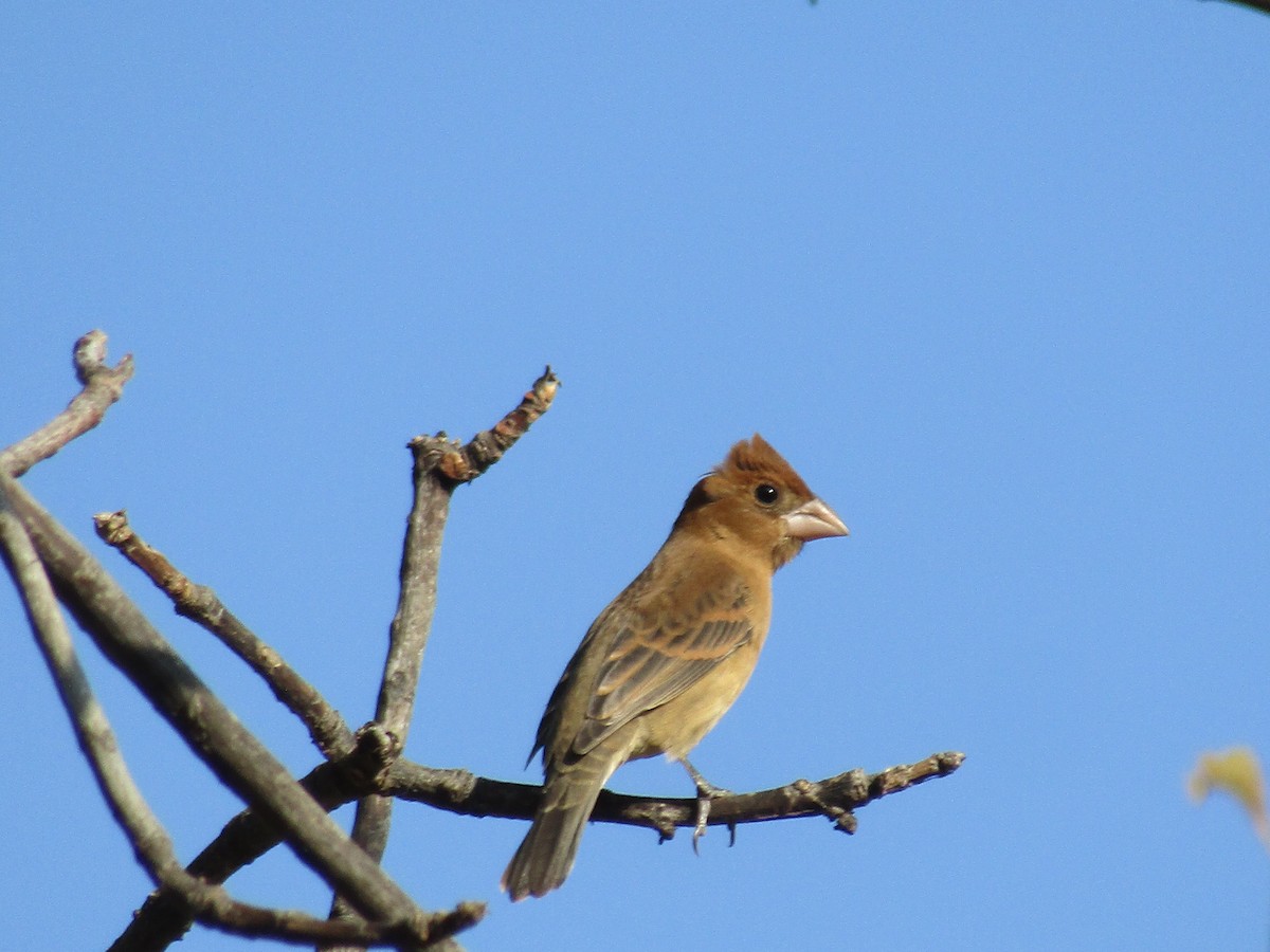 Blue Grosbeak - ML78702581