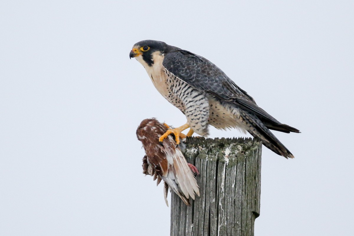 Peregrine Falcon - ML78702661