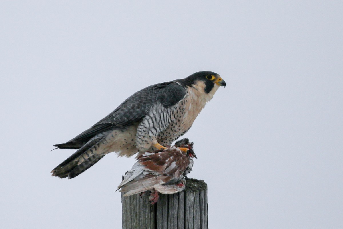 Peregrine Falcon - ML78702751