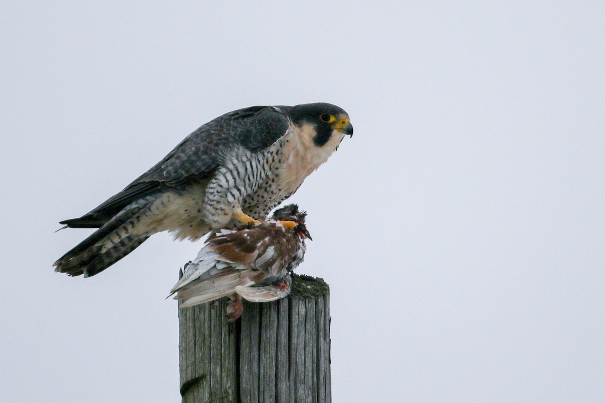 Peregrine Falcon - ML78702761