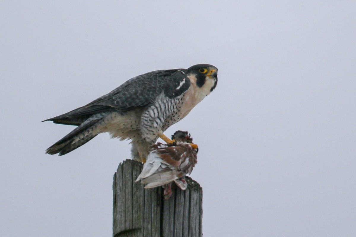 Peregrine Falcon - ML78702811