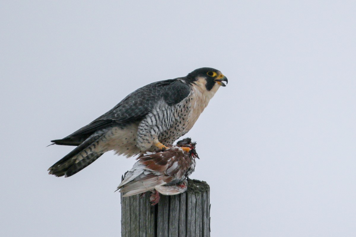 Peregrine Falcon - ML78702831