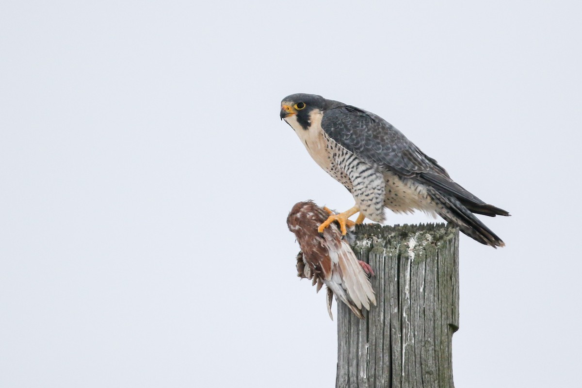 Peregrine Falcon - ML78702901