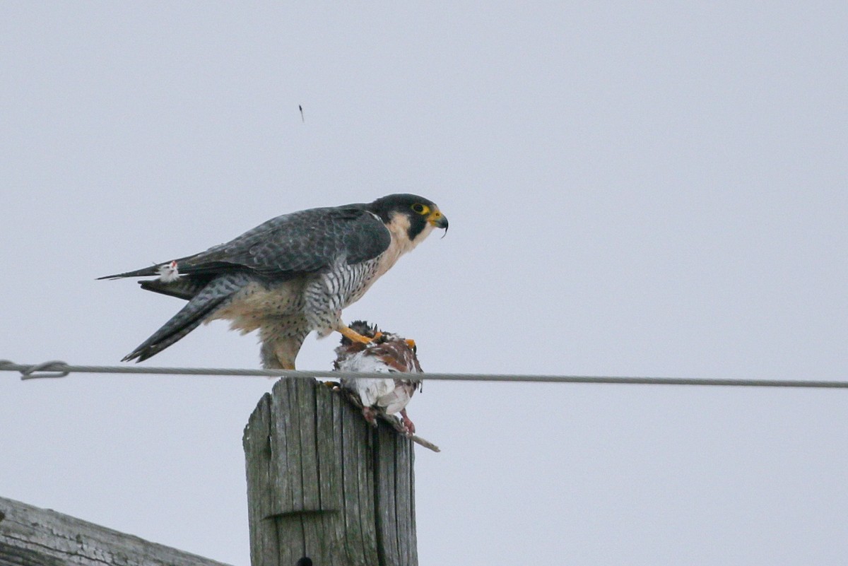 Peregrine Falcon - ML78703031