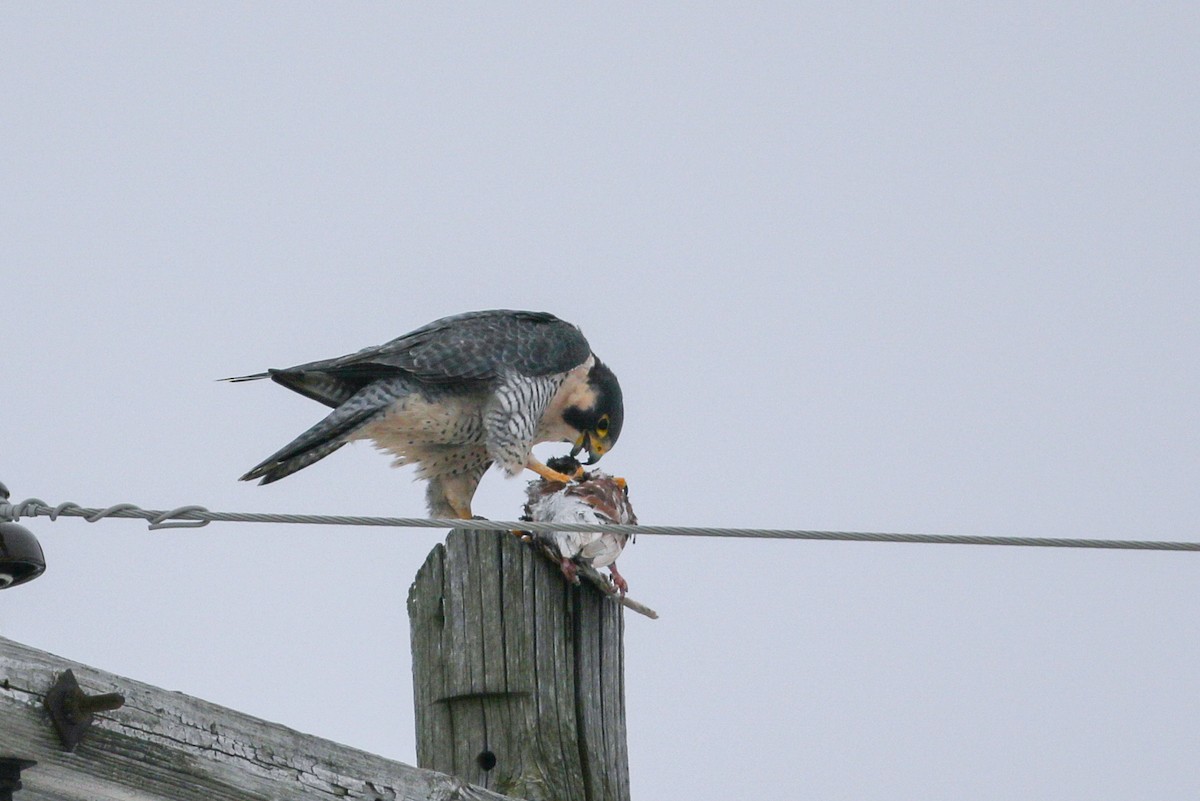 Peregrine Falcon - ML78703041