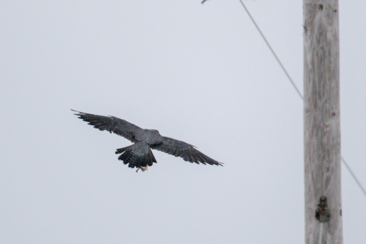 Peregrine Falcon - ML78703051