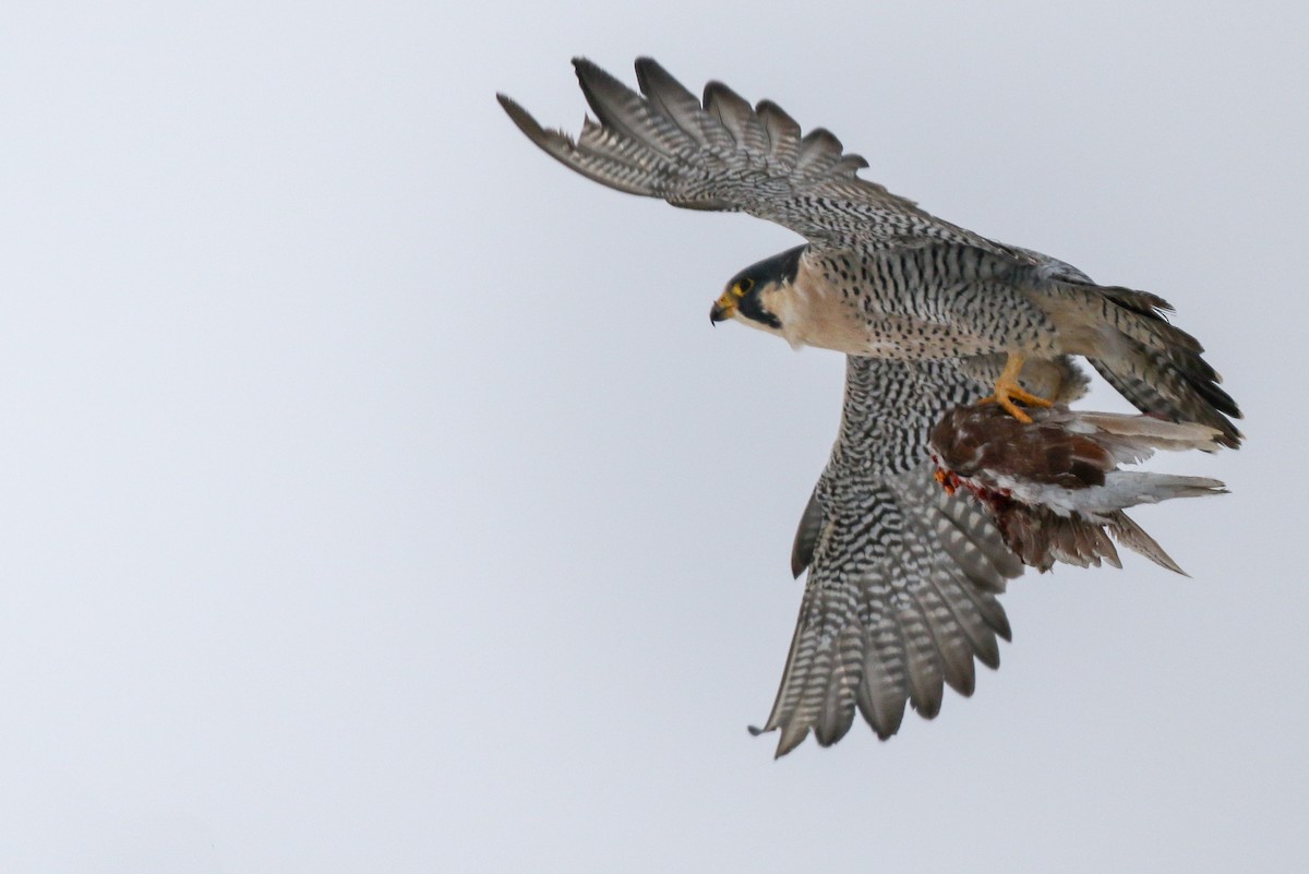 Peregrine Falcon - ML78703061