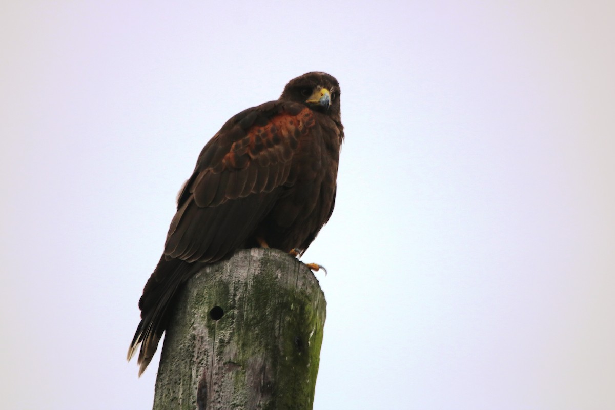 Harris's Hawk - ML78704351