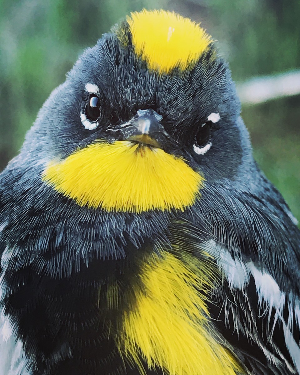 Yellow-rumped Warbler (Audubon's) - ML78706541