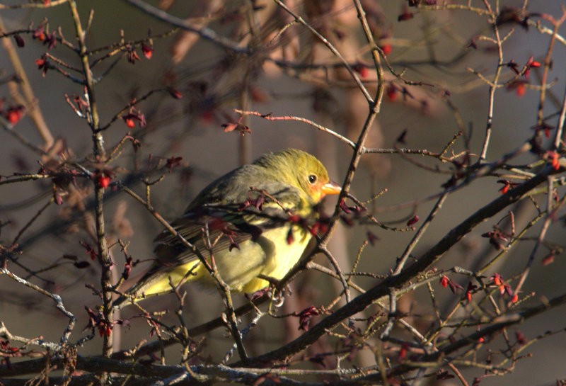 Western Tanager - Lori Schutz