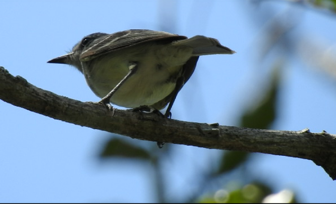 Plain Tyrannulet - Edelweiss  Enggist