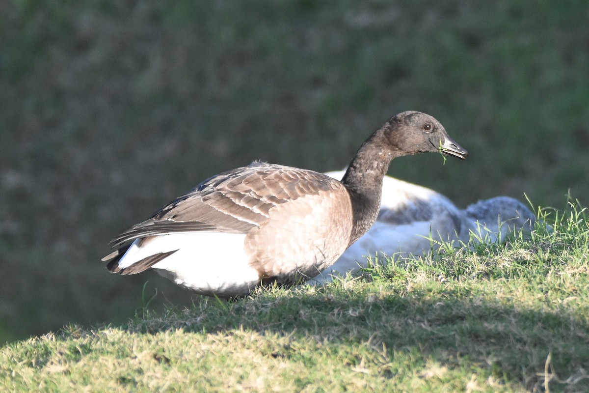 Brant - ML78709821