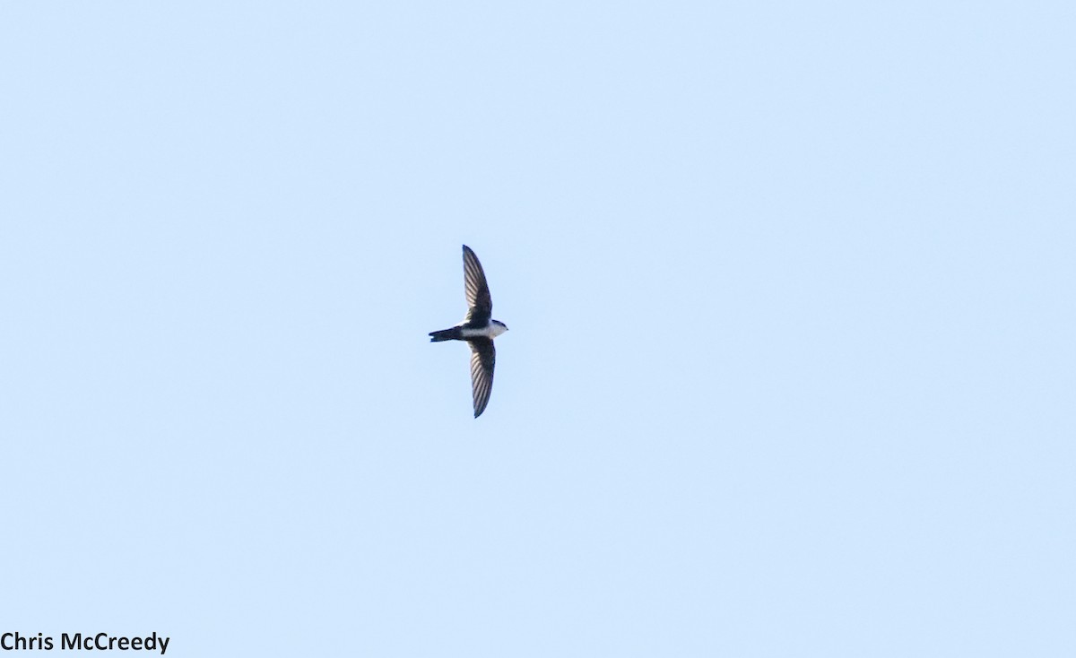 White-throated Swift - ML78710291