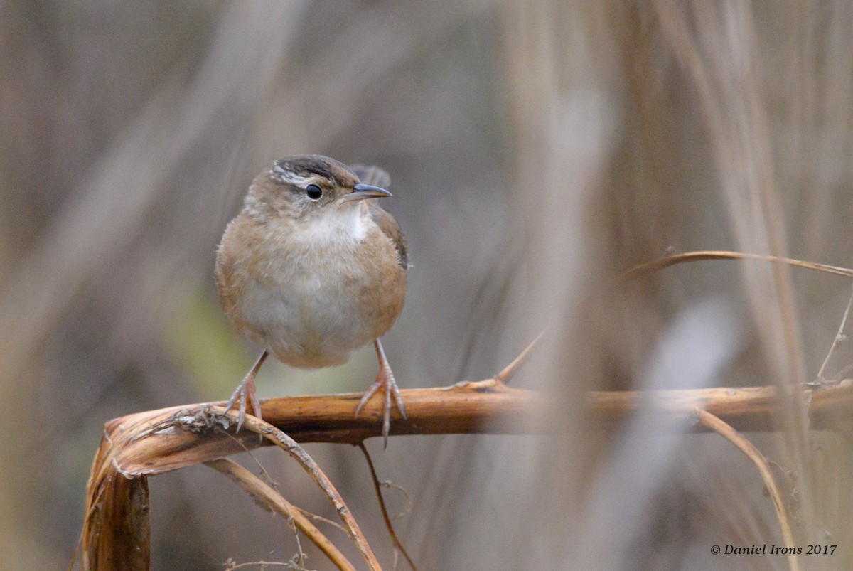 Marsh Wren - Daniel Irons