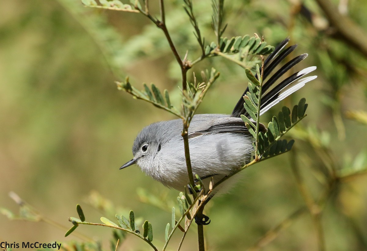 Black-capped Gnatcatcher - ML78710821