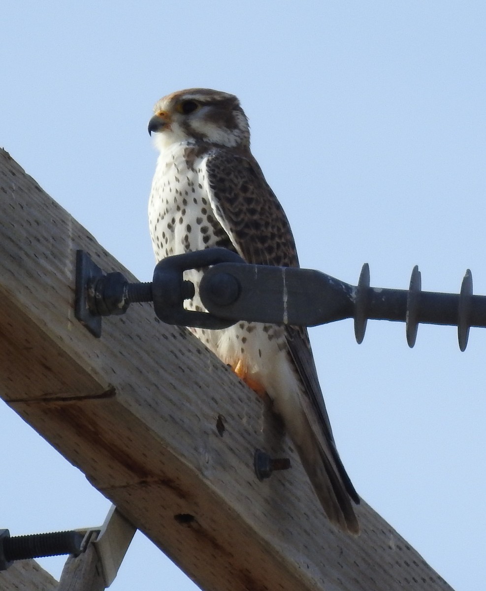 Prairie Falcon - ML78711421