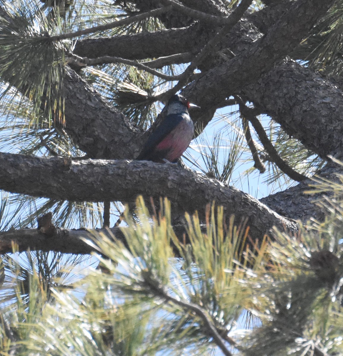 Lewis's Woodpecker - ML78712331