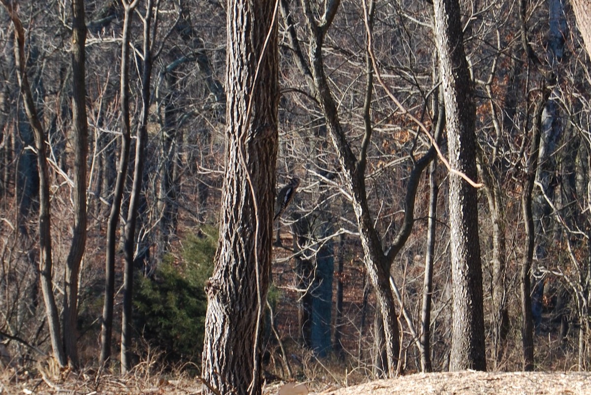 Yellow-bellied Sapsucker - ML78714731