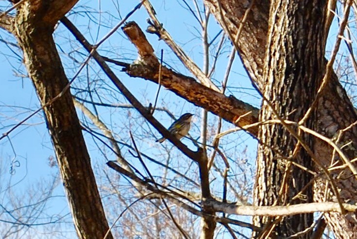 lesňáček žlutoskvrnný (ssp. coronata) - ML78714831