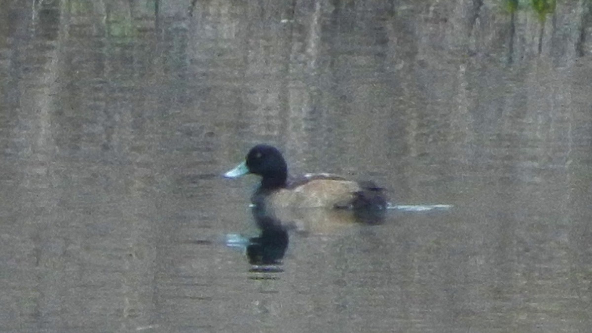 Greater Scaup - Ron Kittinger