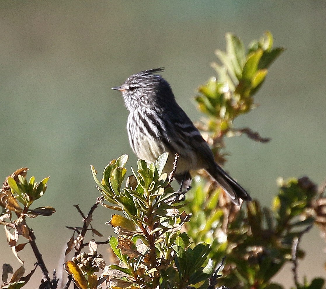 Yellow-billed Tit-Tyrant - Charlotte Byers