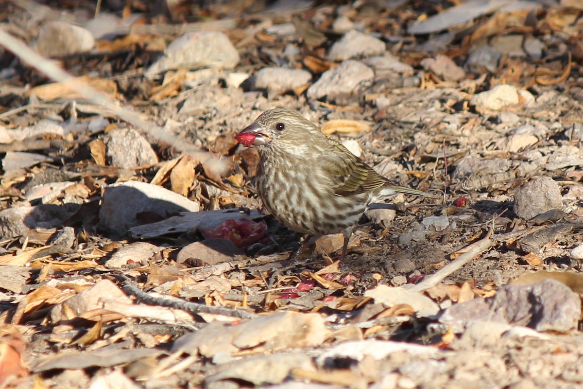 Purple Finch (Western) - ML78717351