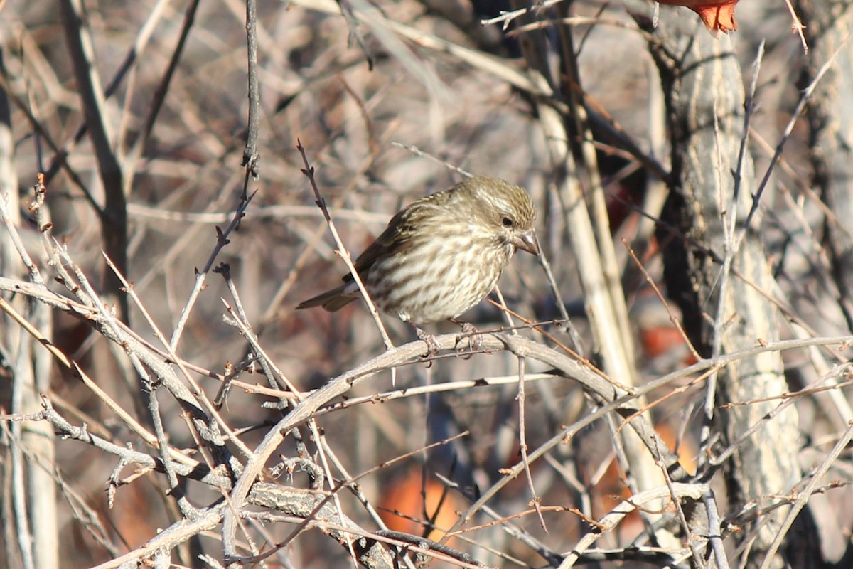 Purple Finch (Western) - ML78717361