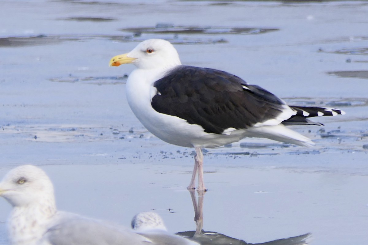 Great Black-backed Gull - ML78718391