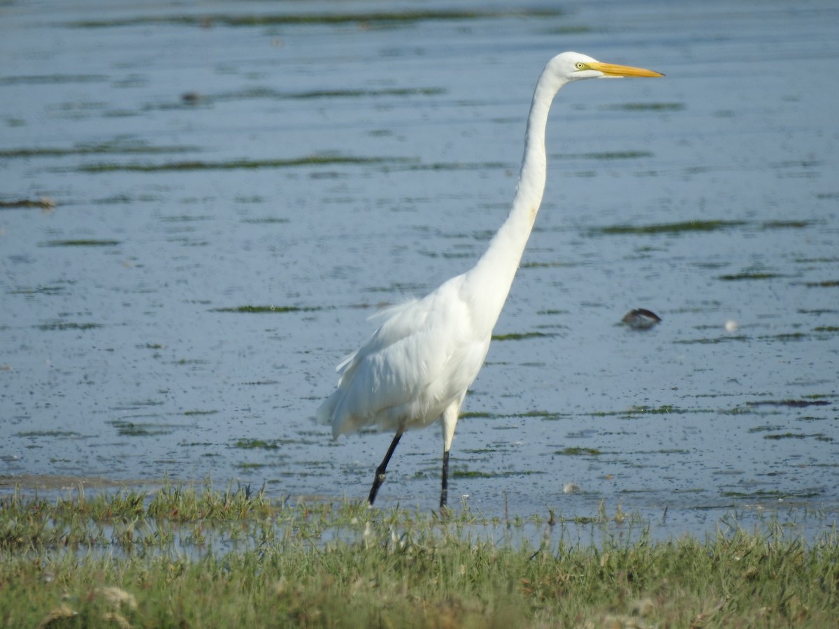 Great Egret (American) - ML78718421