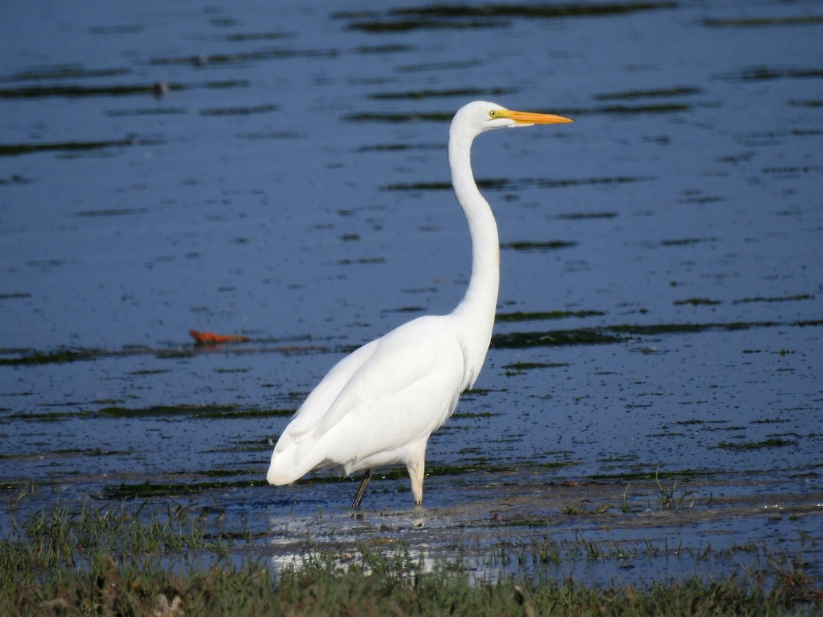 Great Egret (American) - ML78718441