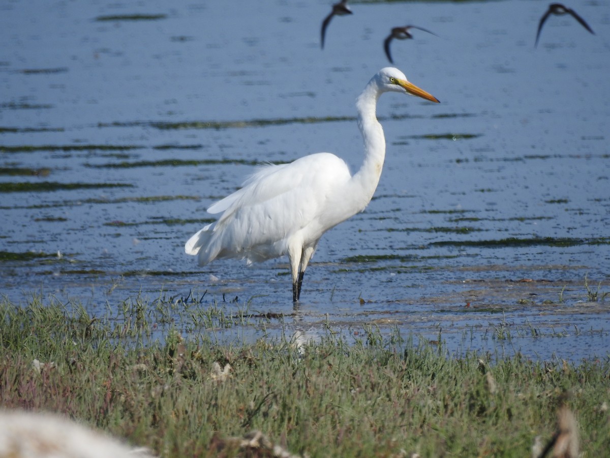 Great Egret (American) - ML78718611