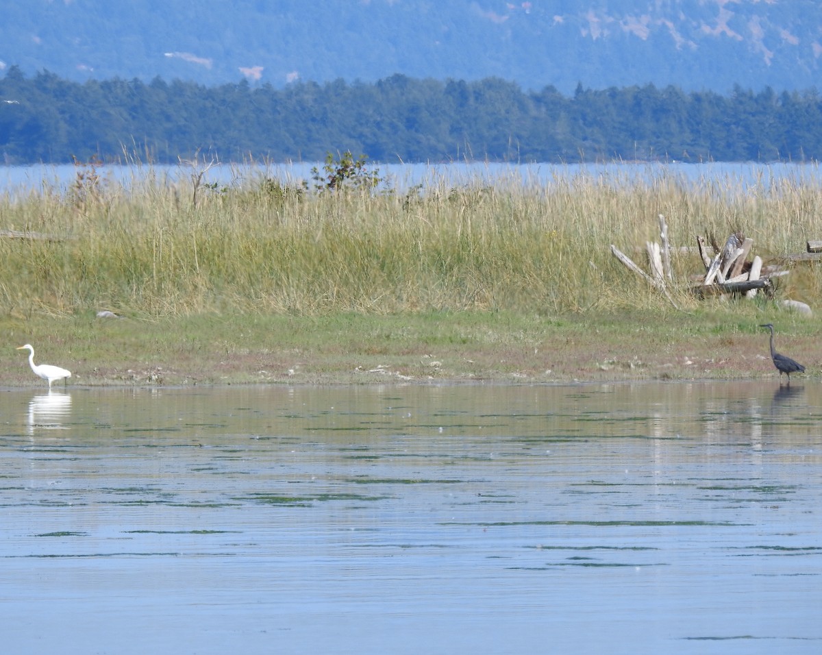 Great Egret (American) - ML78718661